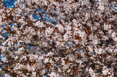 çiçekli ağaç dalları arka plan