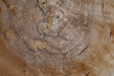 Arkaplan için kurumuş kütük dokusu