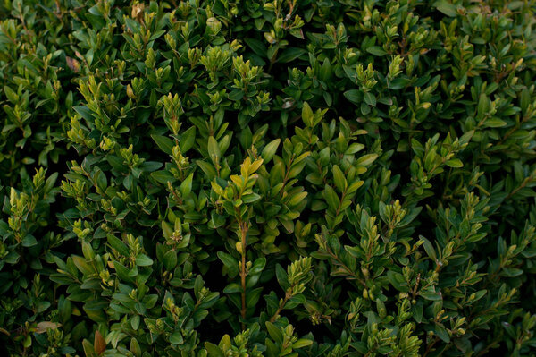 Зеленый куст фон - Buxus
