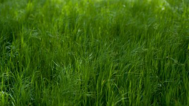 Yeşil çimen arka planı. Doğa ilkbaharı