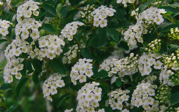 シモツケ属の低木の白い花 — ストック写真