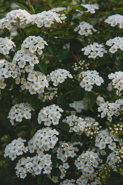 Білі квіти чагарник Spiraea — стокове фото