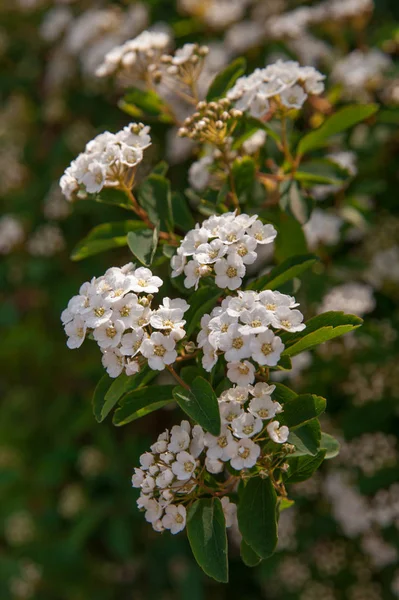 Białe Kwiaty Krzewu Tawuła — Zdjęcie stockowe