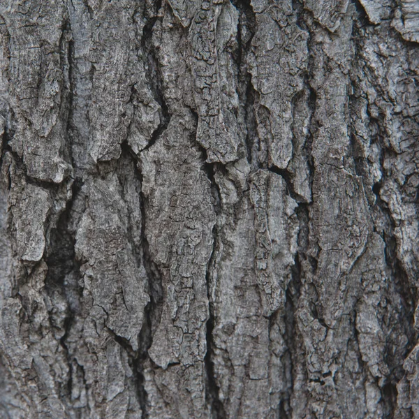 Текстура коры дерева для фона — стоковое фото