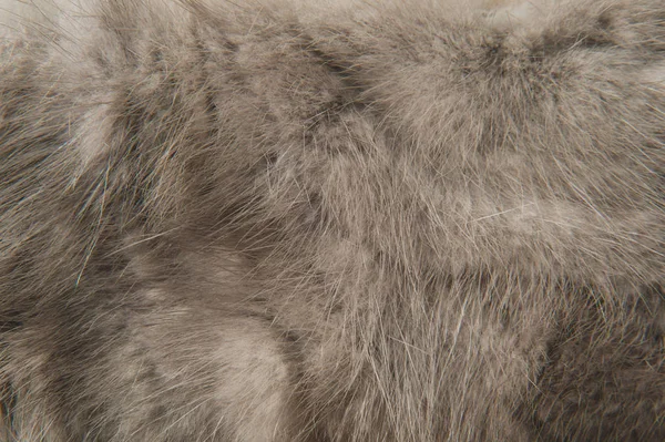 テクスチャ灰色の毛皮のマクロ写真 — ストック写真