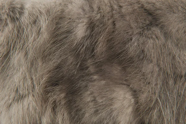 Doku gri kürk makro fotoğraf