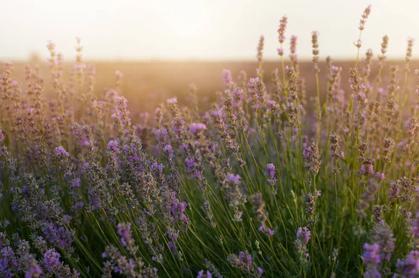 Bush lavanta gün batımında