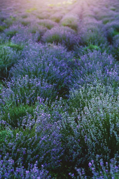Lavender field at sunset — Stock Photo, Image