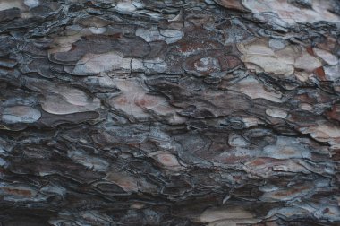 Ağaç kabuğu çınar dokusuna