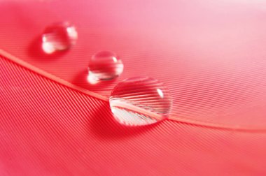 Pembe tüye damlatıyor. Nazik, yumuşak, güzel, sanatsal yakın plan fotoğraf. Parlak soyut makro resim.