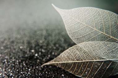 İskelet yaprakları soyut ve siyah bir arka planda. Metin için alanı olan sanatsal makro fotoğraf.