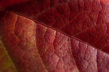 Kırmızı sonbahar yaprağının dokusu. Doğa makro arkaplan fotoğrafı
