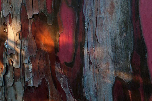 Текстура Коры Красного Дерева — стоковое фото