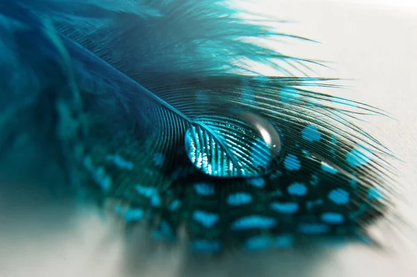 Mavi Kuşun Tüyündeki Çiy Damlası Beyaz Arka Planda Lekeler Soyut — Stok fotoğraf
