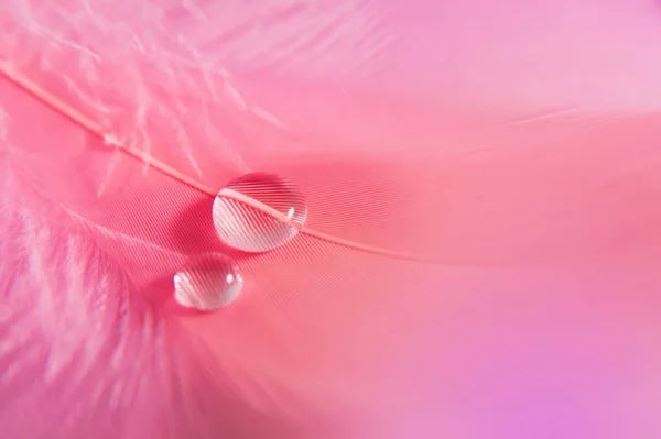 Druppels Roze Veer Zachte Zachte Mooie Artistieke Close Foto Helder — Stockfoto