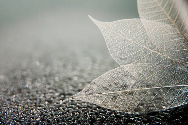 İskelet yaprakları soyut ve siyah bir arka planda. Metin için alanı olan sanatsal makro fotoğraf.