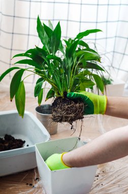 Bahçıvan adam ev bitkisi Spatthiphyllum 'u naklediyor. Ev bahçesi konsepti.