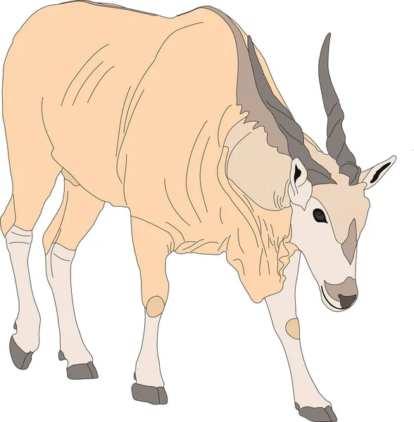 Eland Stock Vectors, Royalty Free Eland Illustrations | Depositphotos®