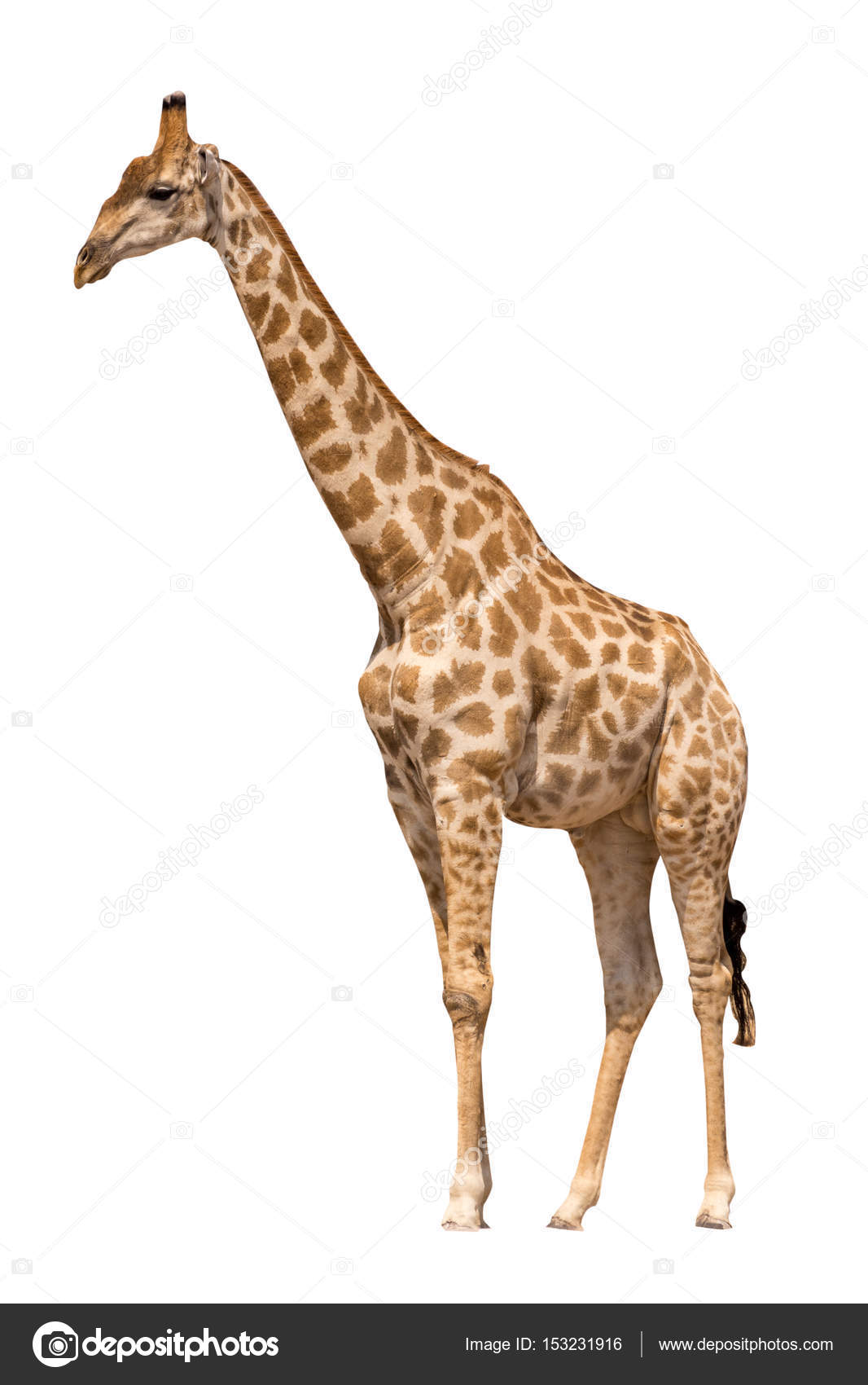 Giraffe Isolated On White Background Stock Photo Giraffe Isolated On White Background Stock Photo