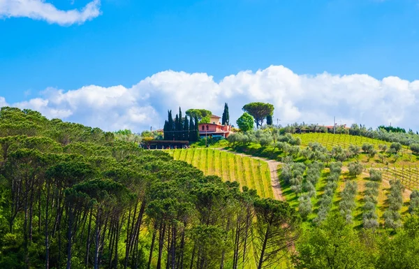 Hermoso paisaje en Toscana —  Fotos de Stock