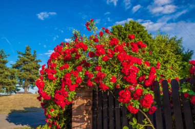 kırmızı gül bush