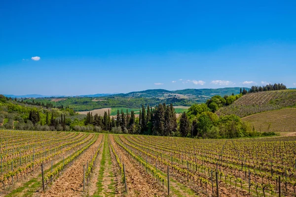 Vista Panorámica Plantación Bodegas Toscana Italia —  Fotos de Stock