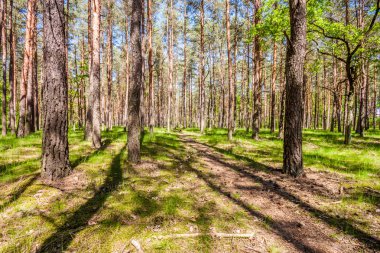Yaz, yaprak döken orman manzaralı görünüm