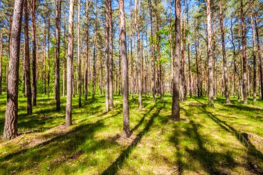 Yaz, yaprak döken orman manzaralı görünüm