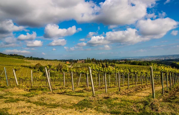 Schilderachtig Uitzicht Van Producent Plantage Toscane Italië — Stockfoto