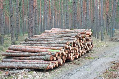 Büyük kesim günlükleri yığını