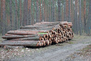 Büyük orman kesme günlükleri yığını