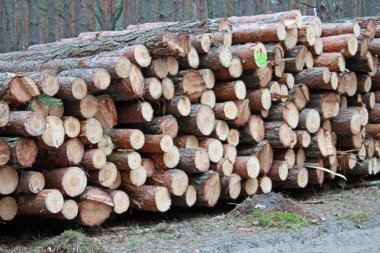 Büyük orman kesme günlükleri yığını