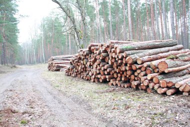 Ormandaki yol yanında kesme günlükleri