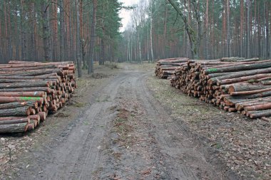 Ormandaki yol yanında kesme günlükleri
