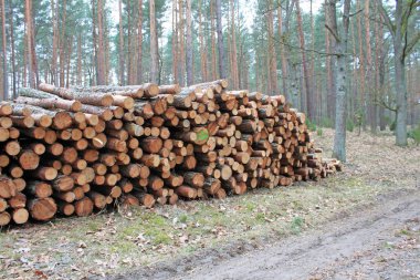Büyük orman kesme günlükleri yığını