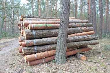 Büyük kesim günlükleri yığını