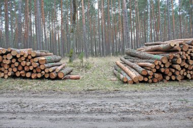 Ormandaki yol yanında kesme günlükleri