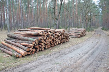Ormandaki yol yanında kesme günlükleri