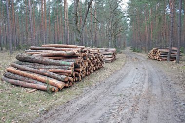 Ormandaki yol yanında kesme günlükleri