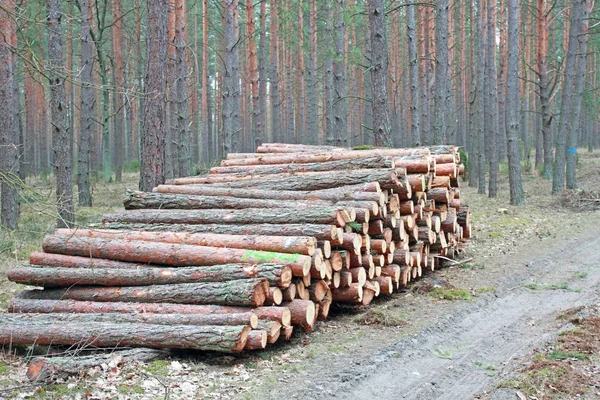 Big pile of cut logs — Stock Photo, Image