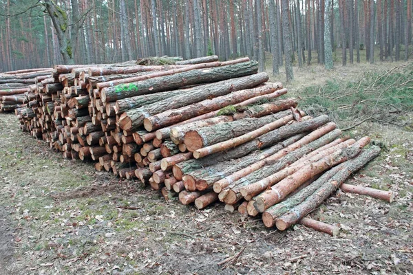 Grande Pilha Toras Corte Floresta — Fotografia de Stock