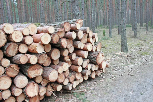 Grote Stapel Van Snijden Logs Bos — Stockfoto