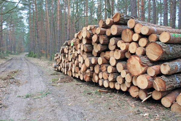 Velkou Hromadu Řezání Kulatiny Lese — Stock fotografie