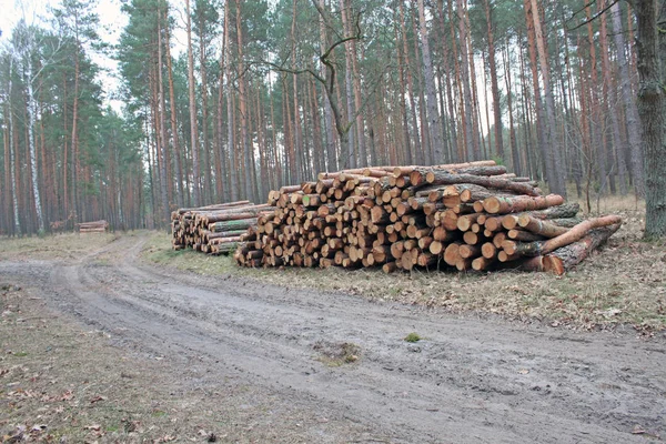 在森林中砍伐路边的原木 — 图库照片