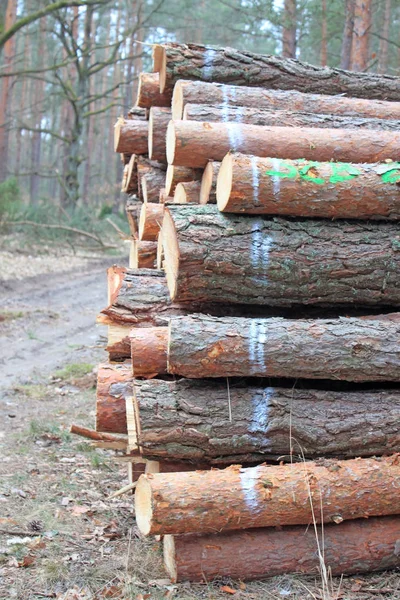 Grote stapel van gesneden logs — Stockfoto