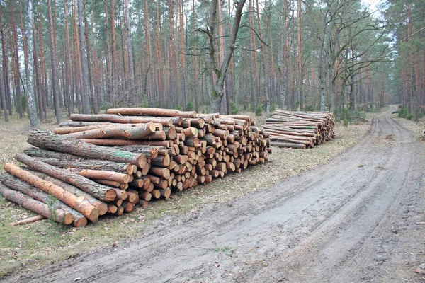 Cortar Troncos Junto Carretera Bosque —  Fotos de Stock