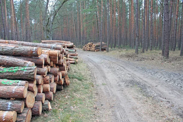 Cutting logs beside road in forest