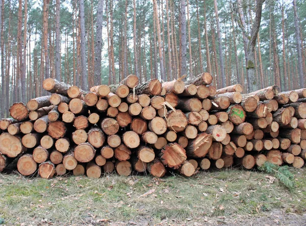 Grote Stapel Van Snijden Logs Bos — Stockfoto