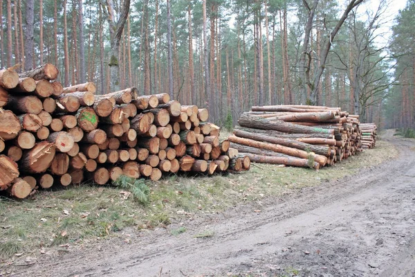 Dzienników Cięcia Obok Drogi Lesie — Zdjęcie stockowe