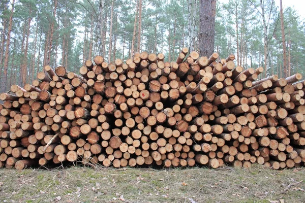 Big pile of cutting logs in forest